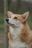 CORGI PEMBROKE 1477